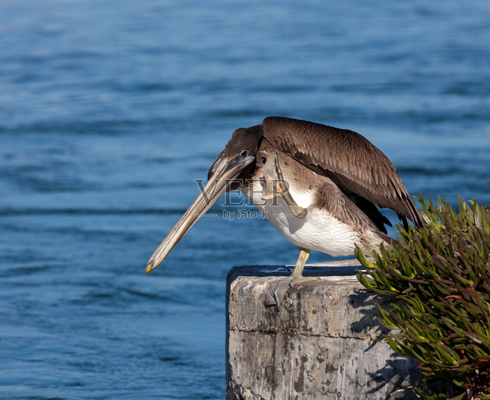 自满鹈鹕照片摄影图片