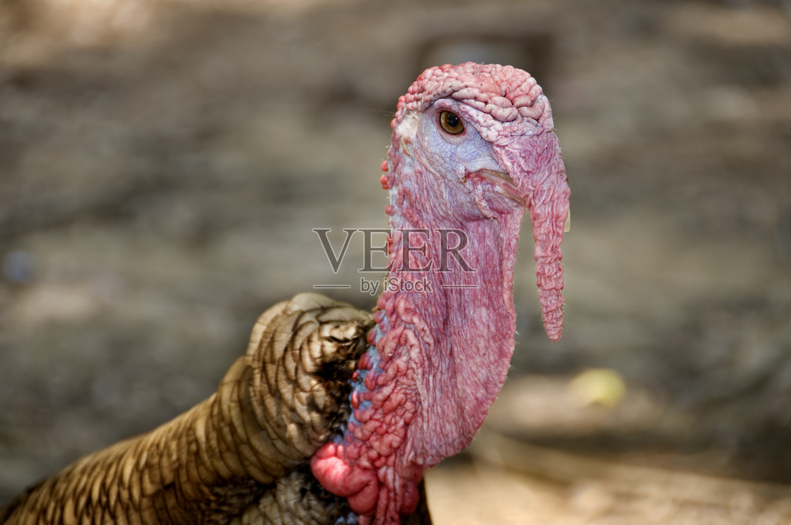 野生火鸡照片摄影图片