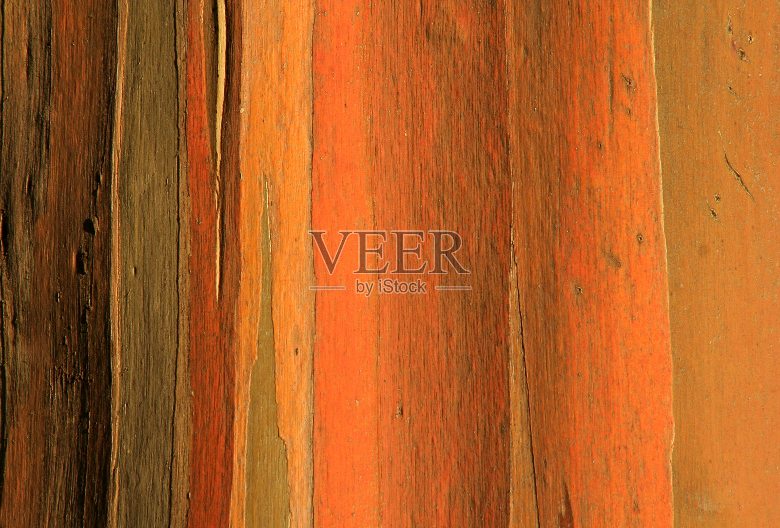 五颜六色的树皮照片摄影图片