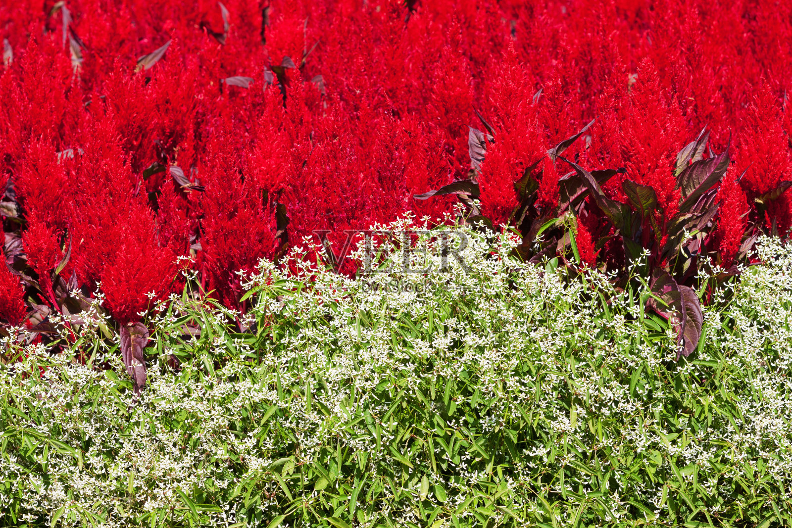 红色开花植物特写镜头照片摄影图片
