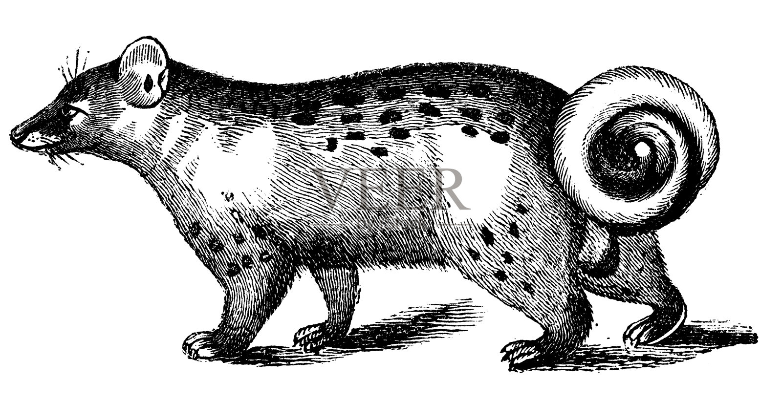 亚洲棕榈果子狸的古董插图设计元素图片