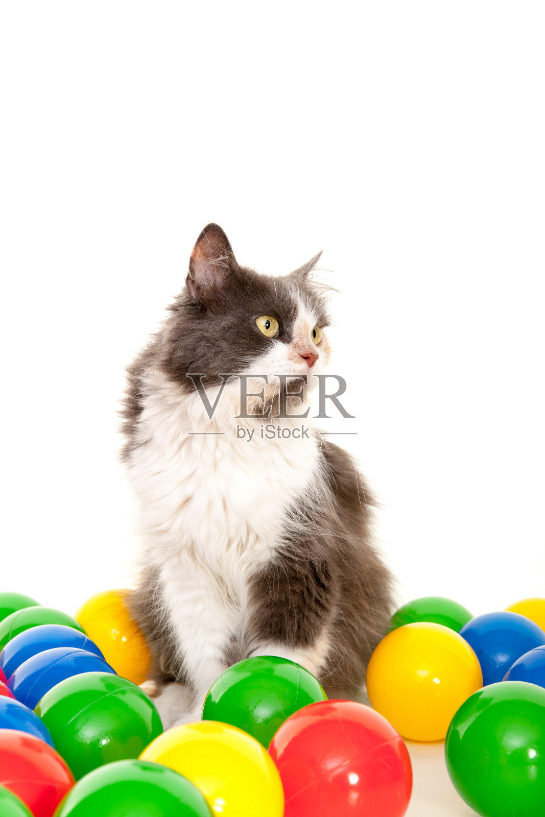 狗照片摄影图片