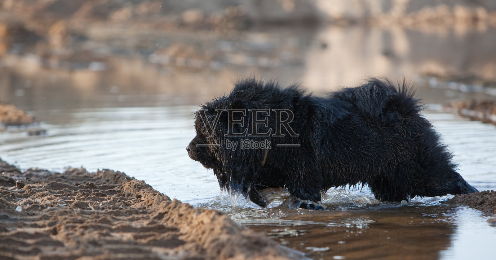 湿脏黑松脆照片摄影图片
