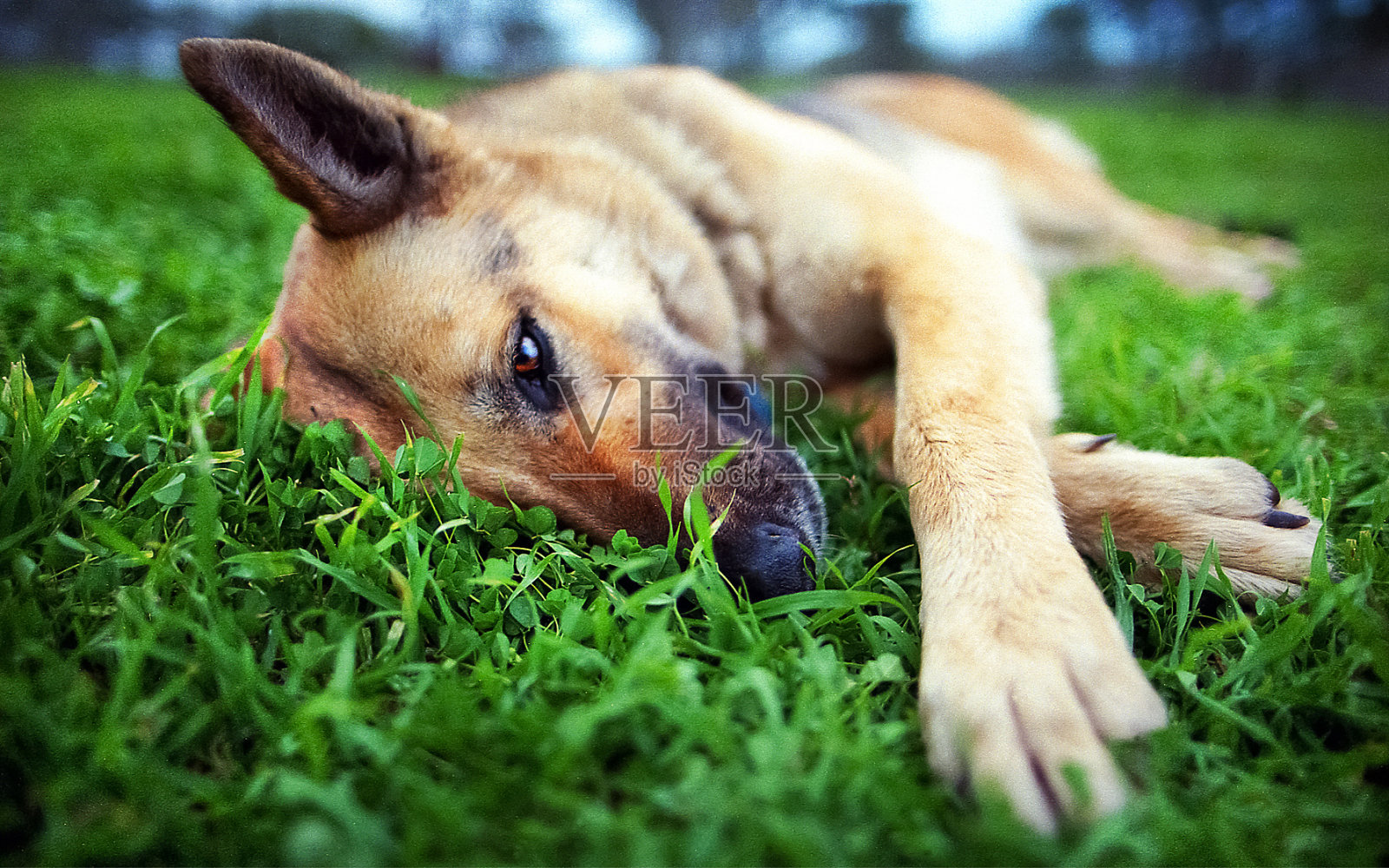 一条德国牧羊犬躺在草地上照片摄影图片