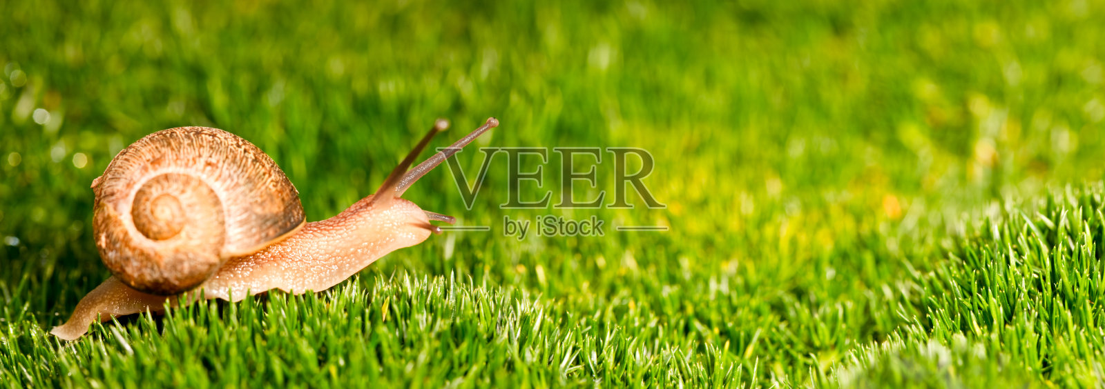 蜗牛在草地上照片摄影图片