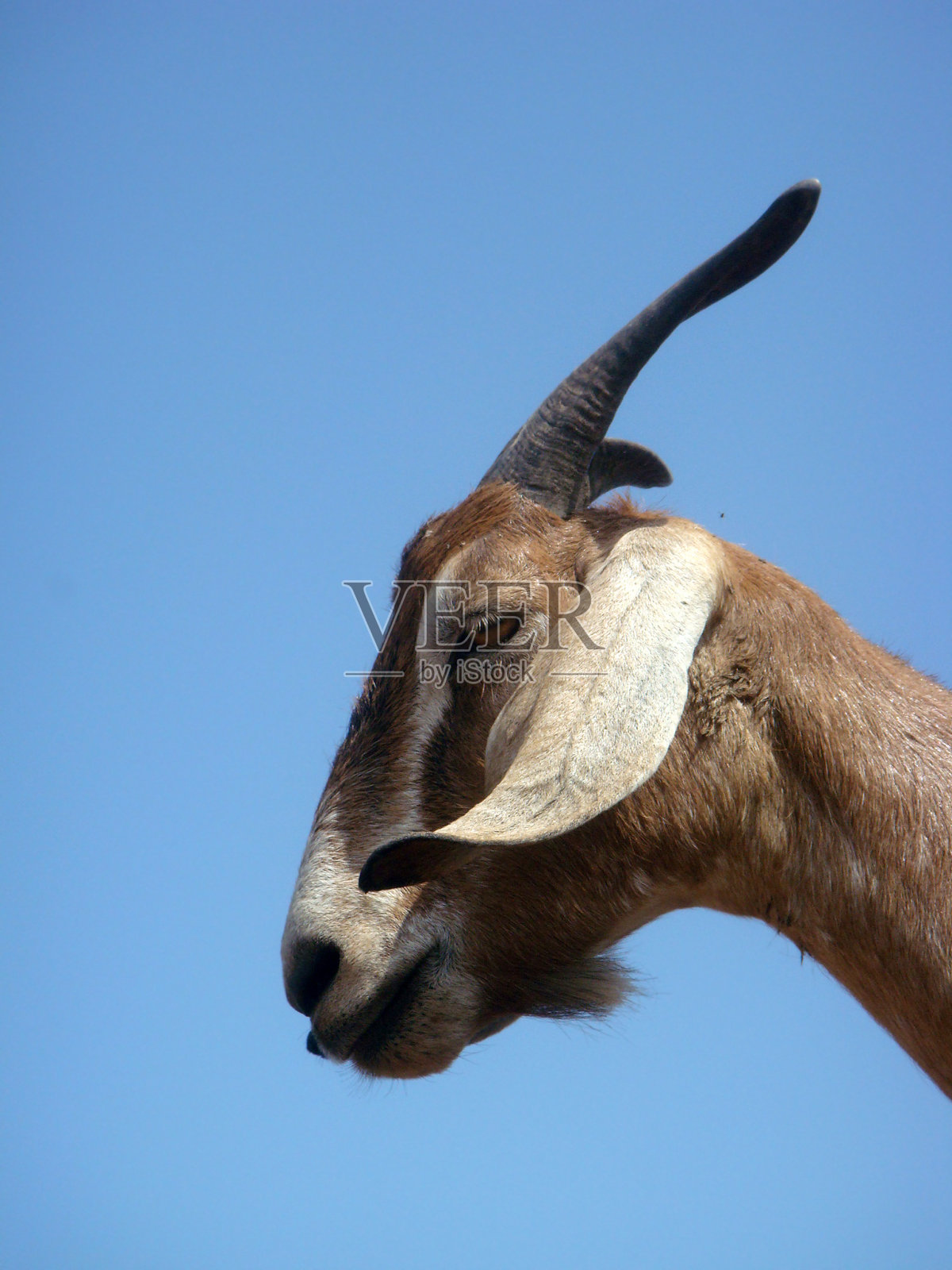 山羊特写照片摄影图片