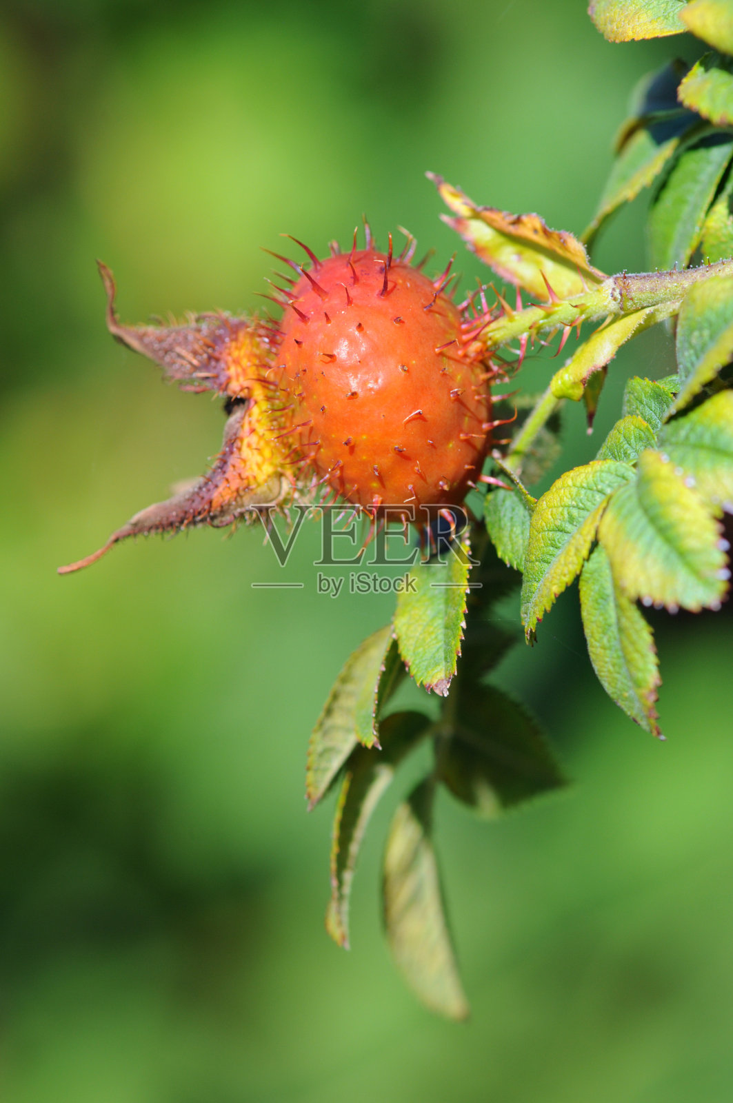 橘色蔷薇果照片摄影图片