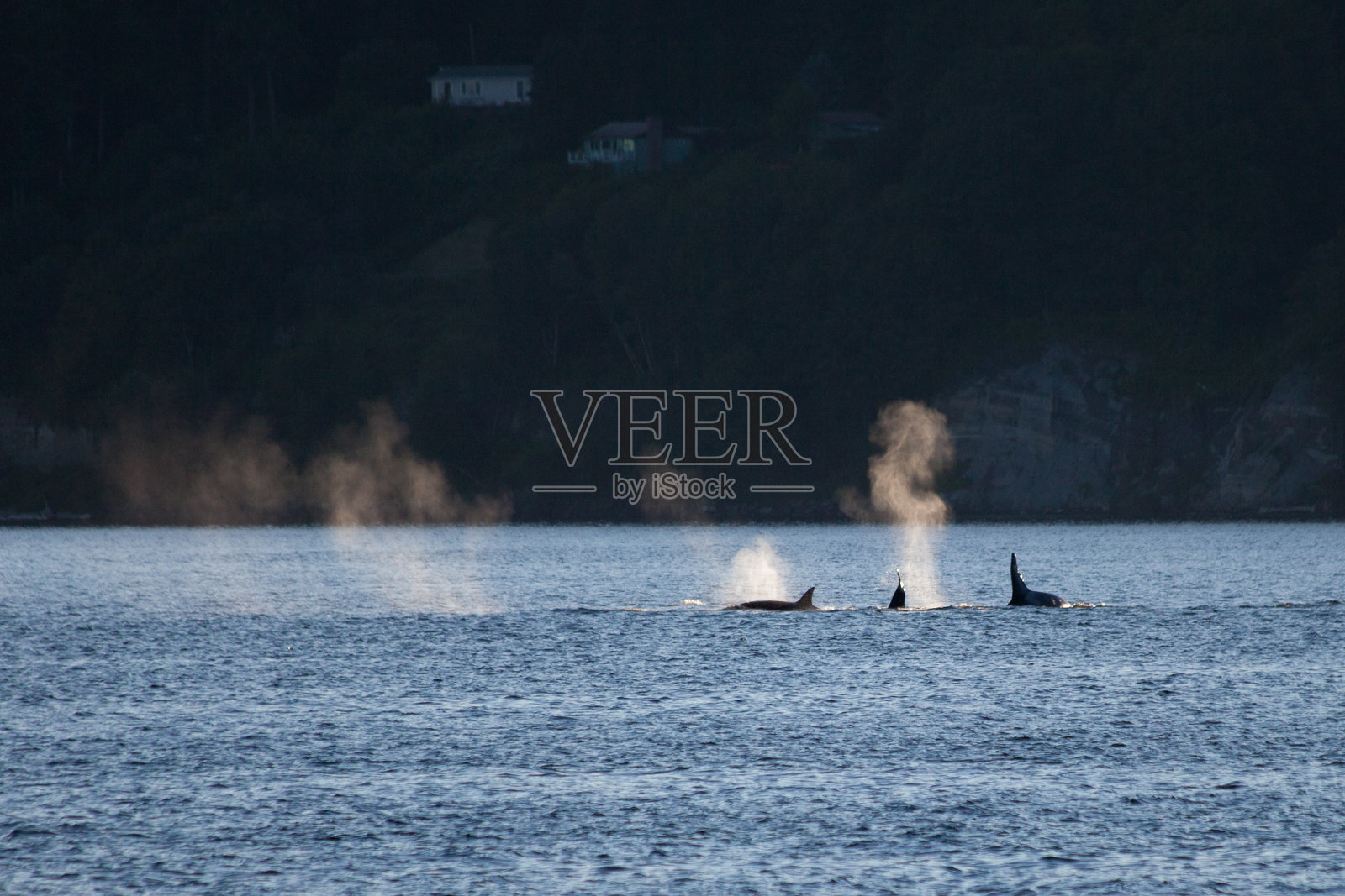 鲸鱼照片摄影图片