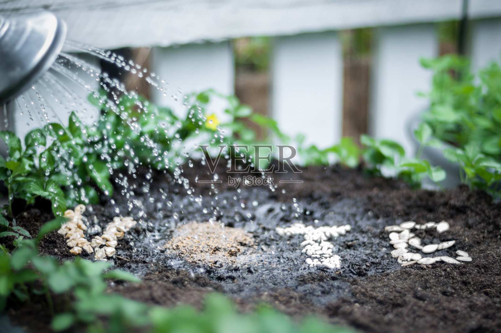 投票种子照片摄影图片