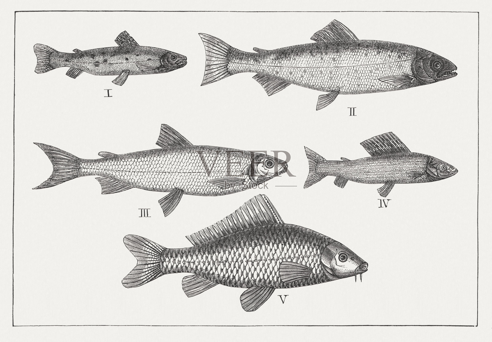 淡水鱼:褐鳟鱼，大西洋鲑鱼，白鲑，灰鱼，鲤鱼插画图片素材