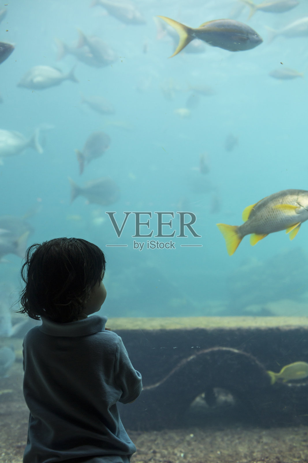 水下照片摄影图片