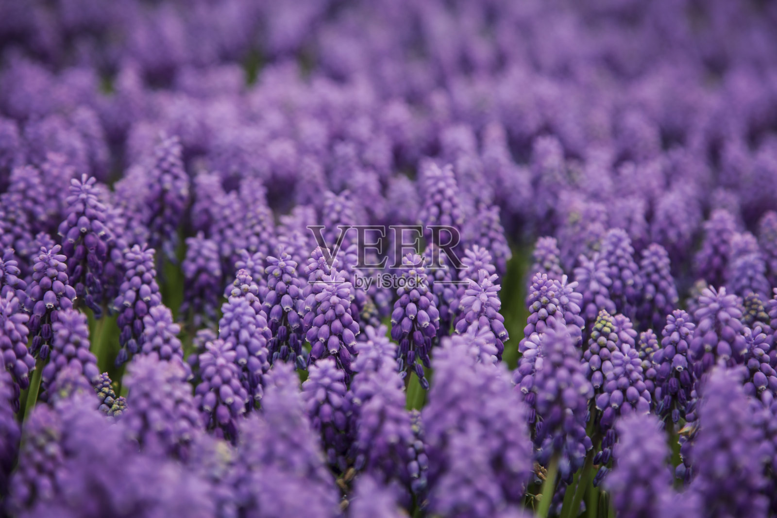 薰衣草花照片摄影图片