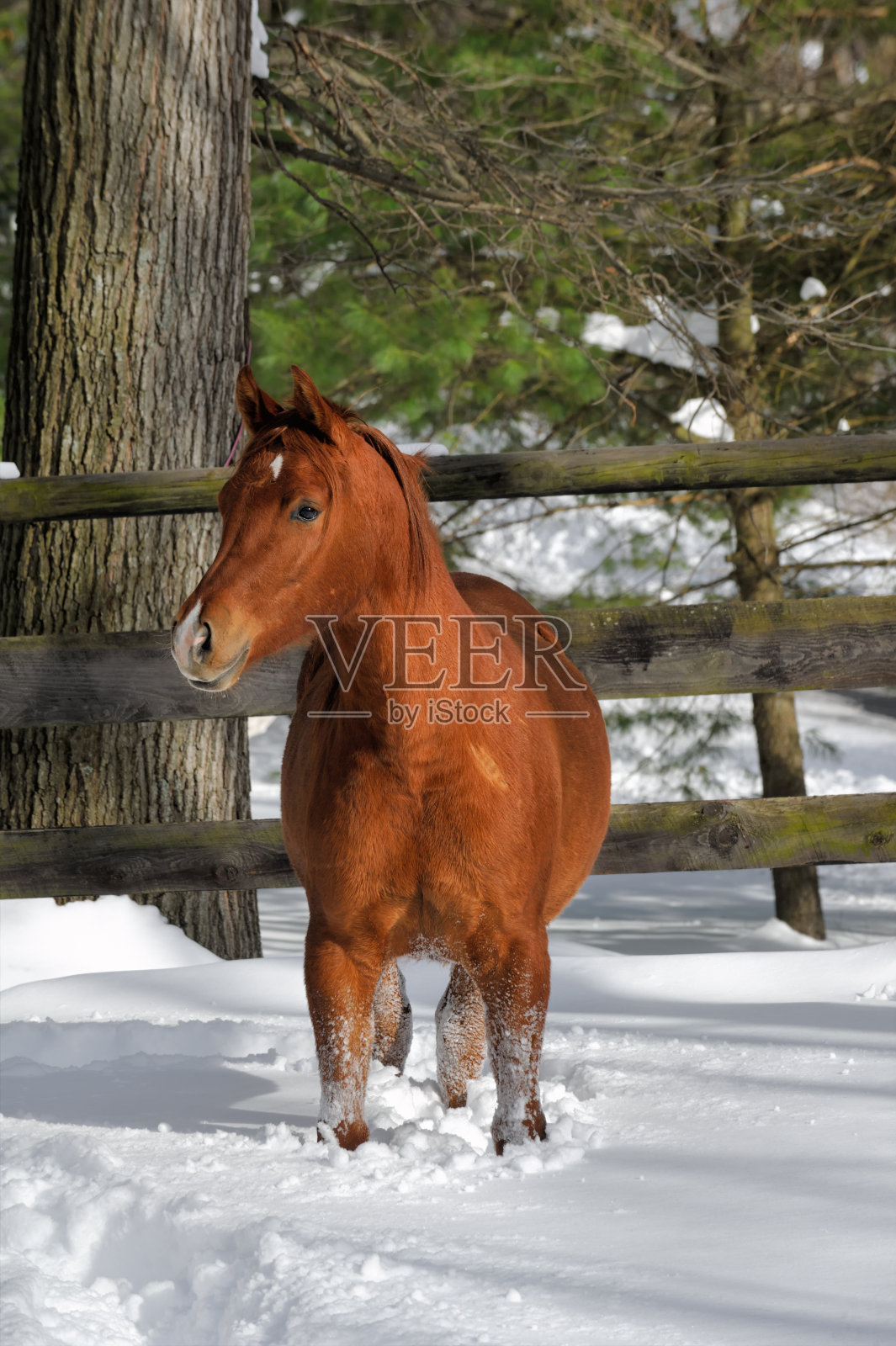 马站在深雪与森林背景，正面视图照片摄影图片
