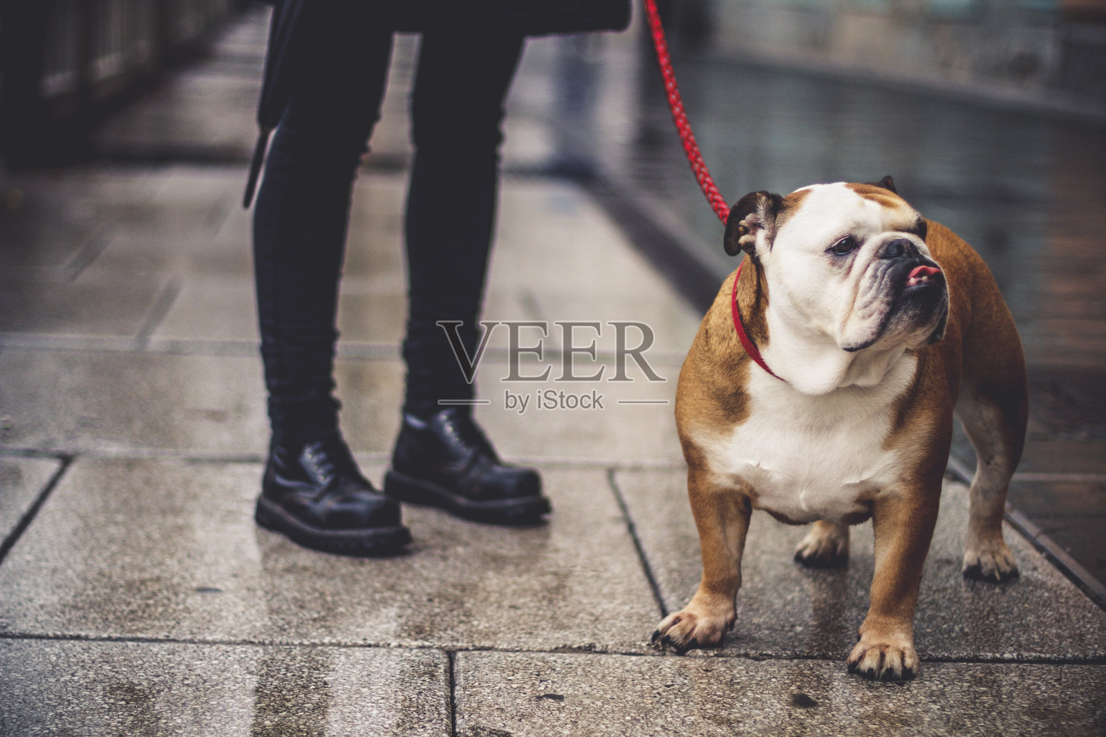 狗和主人，特写照片摄影图片