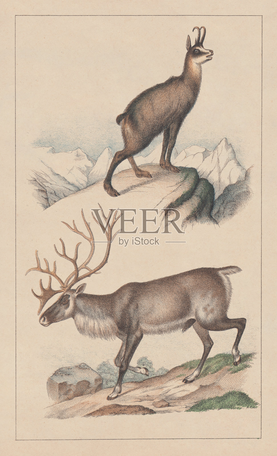 羚羊和驯鹿，平版印刷，出版于1873年插画图片素材