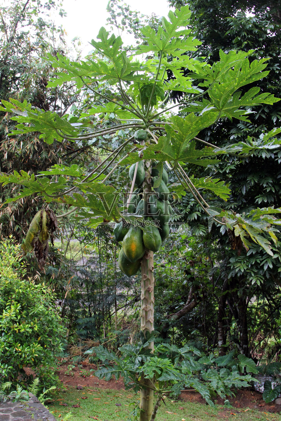印度尼西亚:弗洛雷斯的Belimbing Sayur树照片摄影图片
