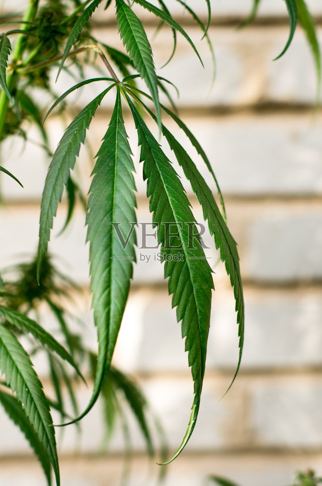 大麻照片摄影图片