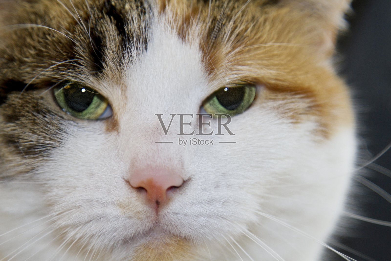 三色猫的特写照片摄影图片