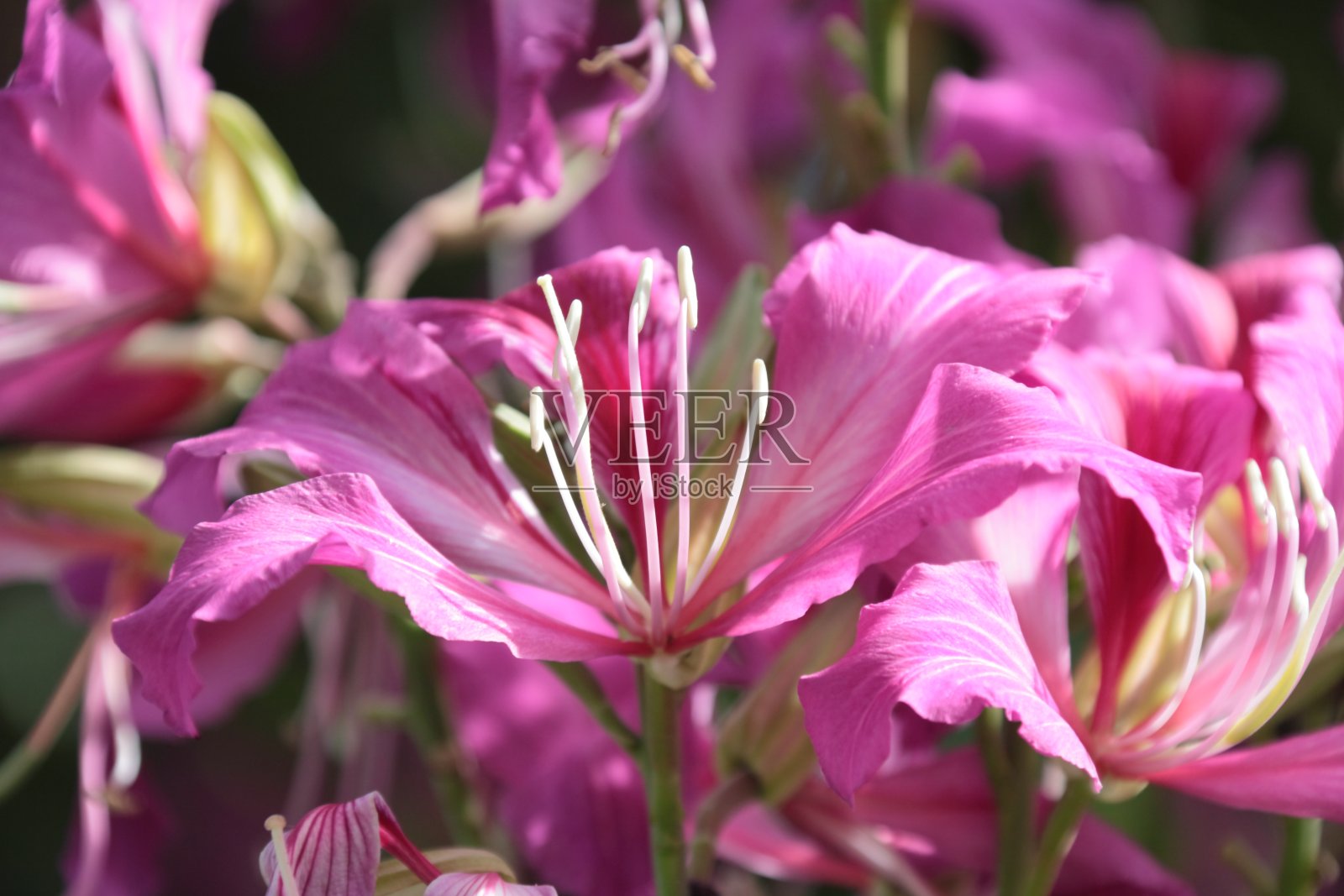 粉红色的花。照片摄影图片