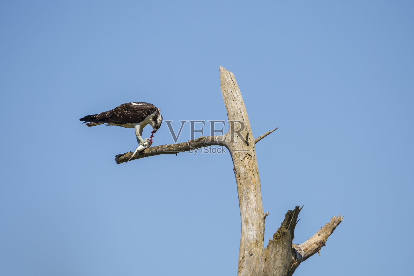 鱼鹰(Pandion haliaetus)在死树上吃鱼照片摄影图片