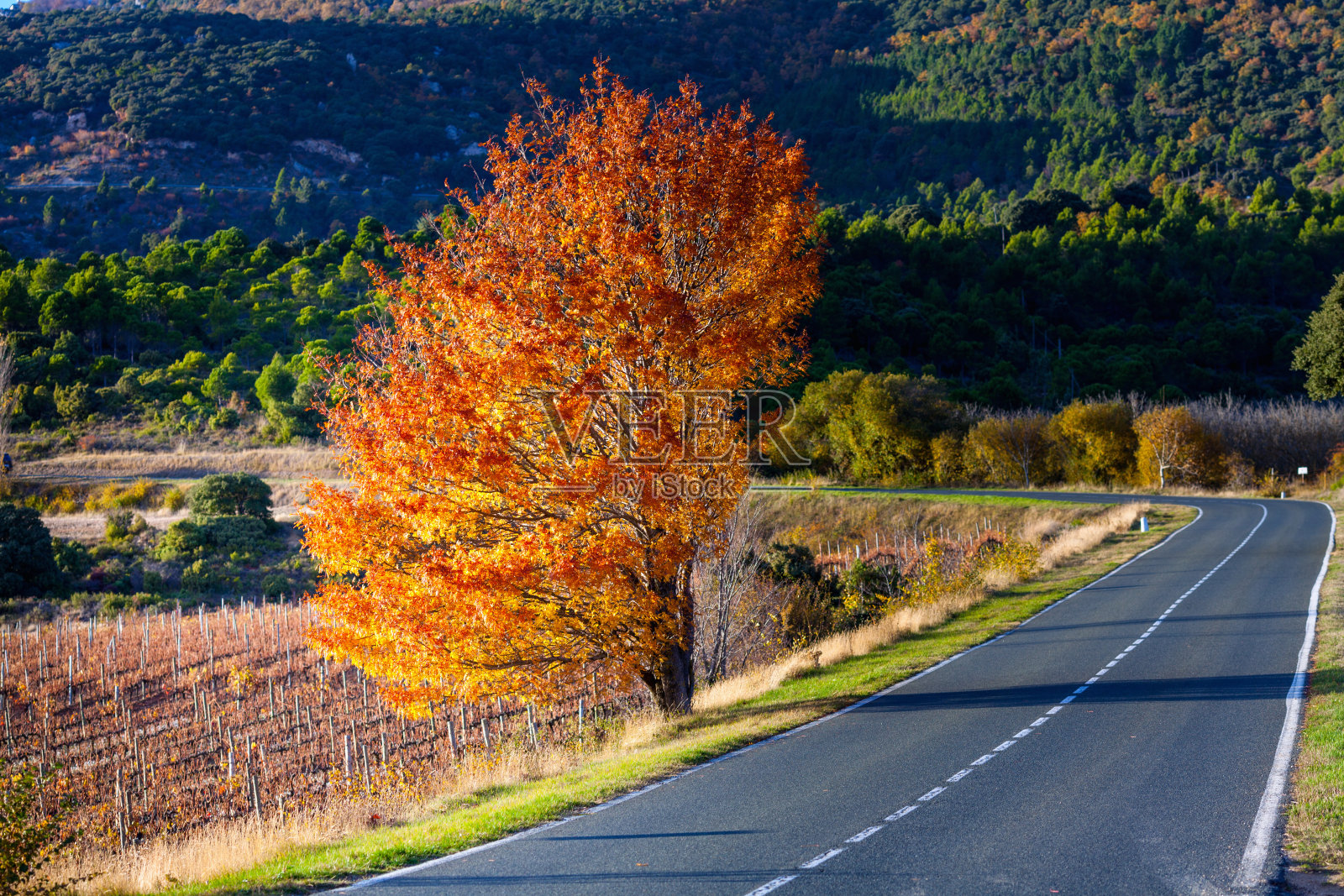 在11月的里奥哈。西班牙照片摄影图片