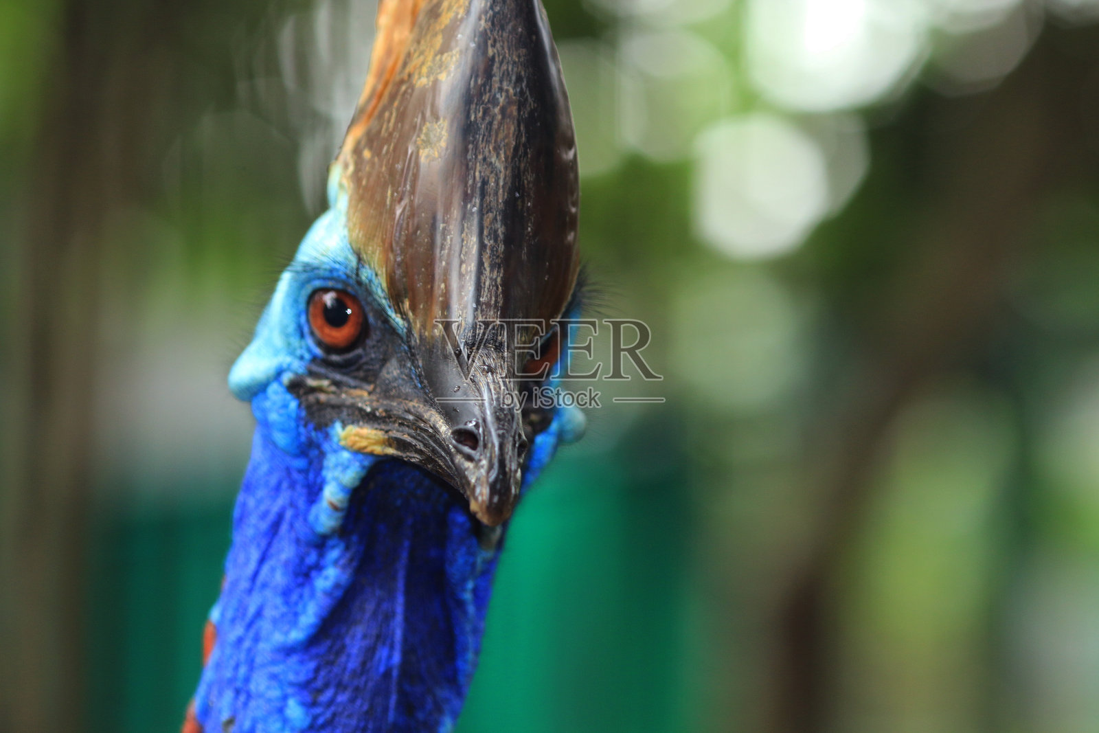 食火鸡的负责人照片摄影图片