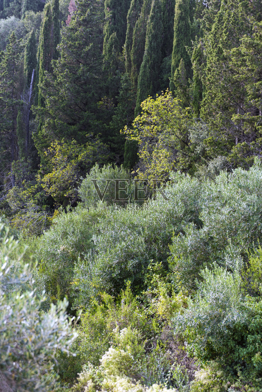 希腊的森林照片摄影图片