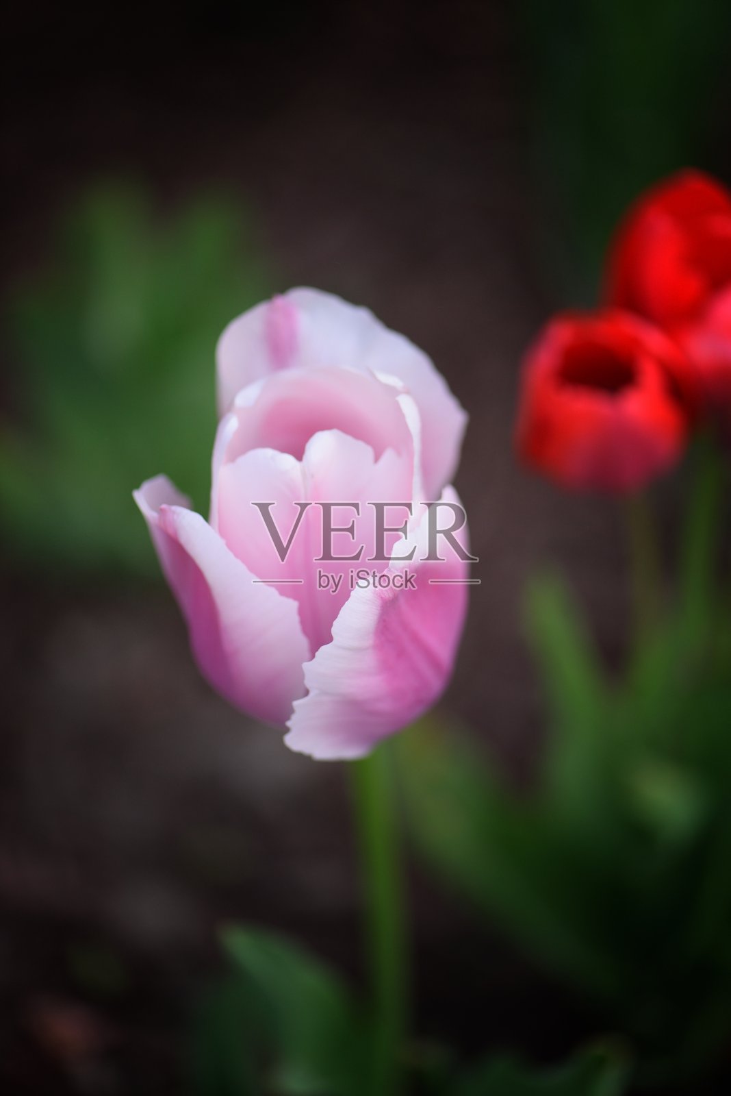 粉红和红色的流苏郁金香照片摄影图片