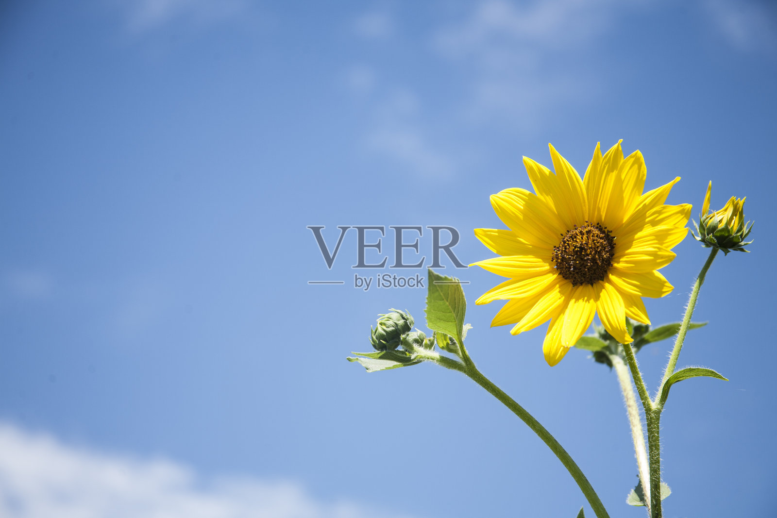 明亮的黄色向日葵在蓝天的映衬下。照片摄影图片