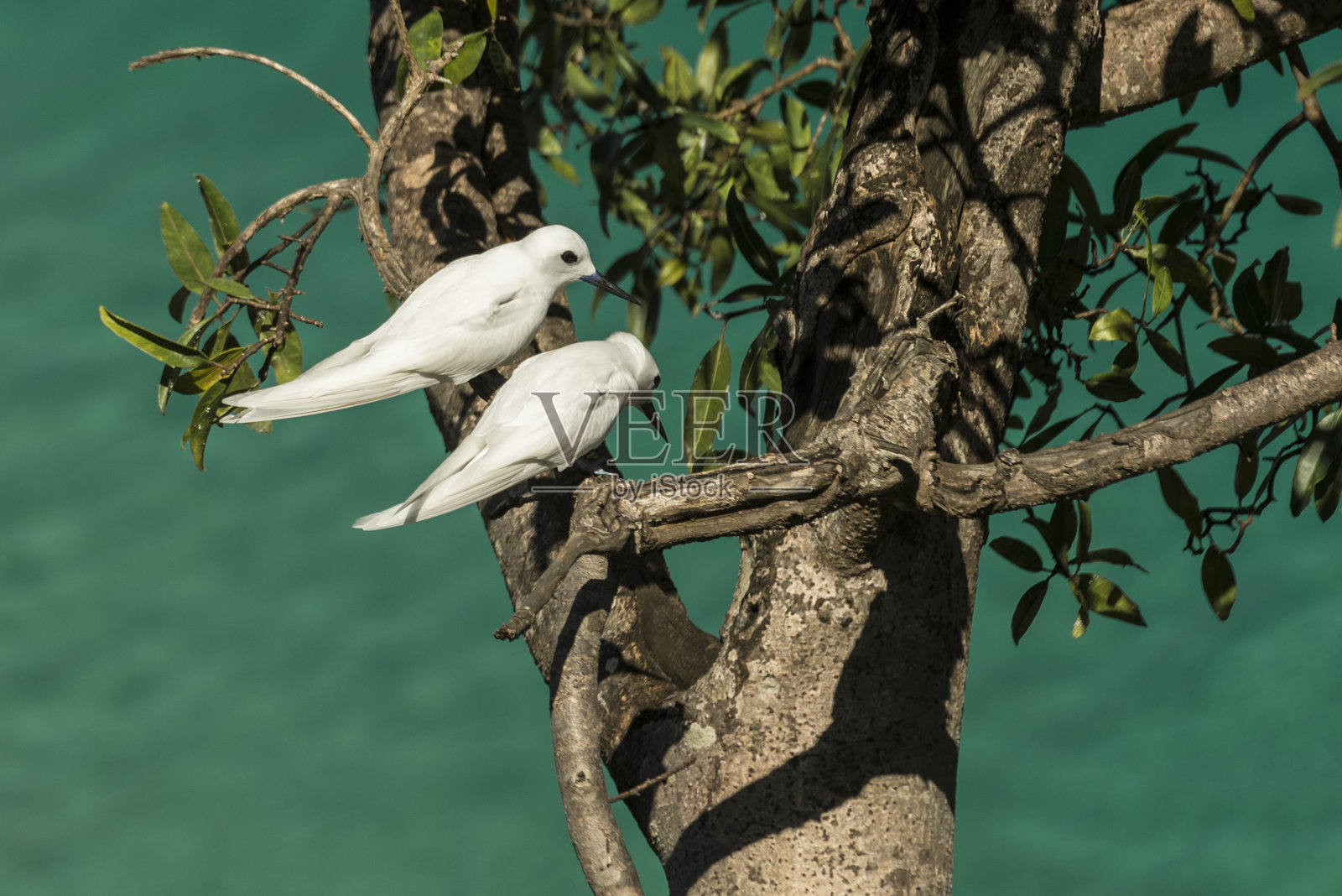 谢谢(Gygis alba)照片摄影图片