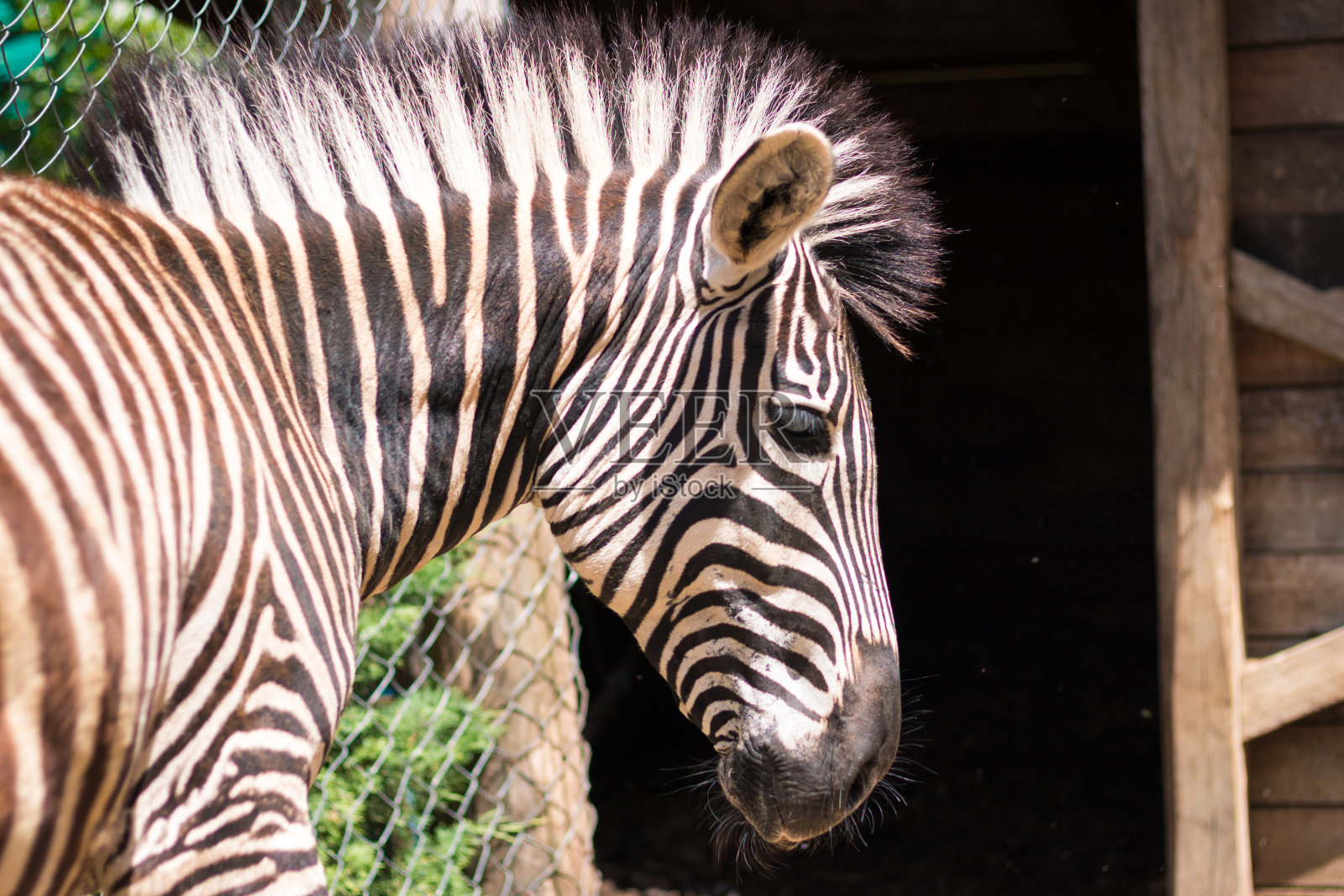斑马照片摄影图片