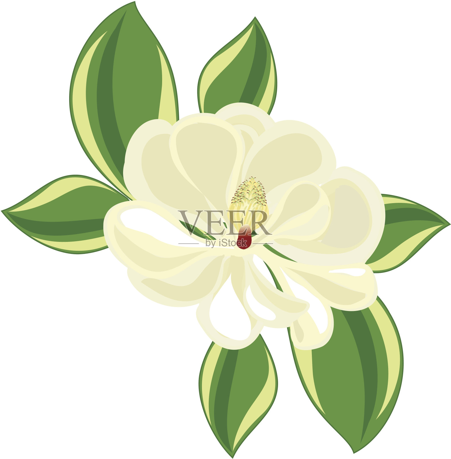 广玉兰插画图片素材