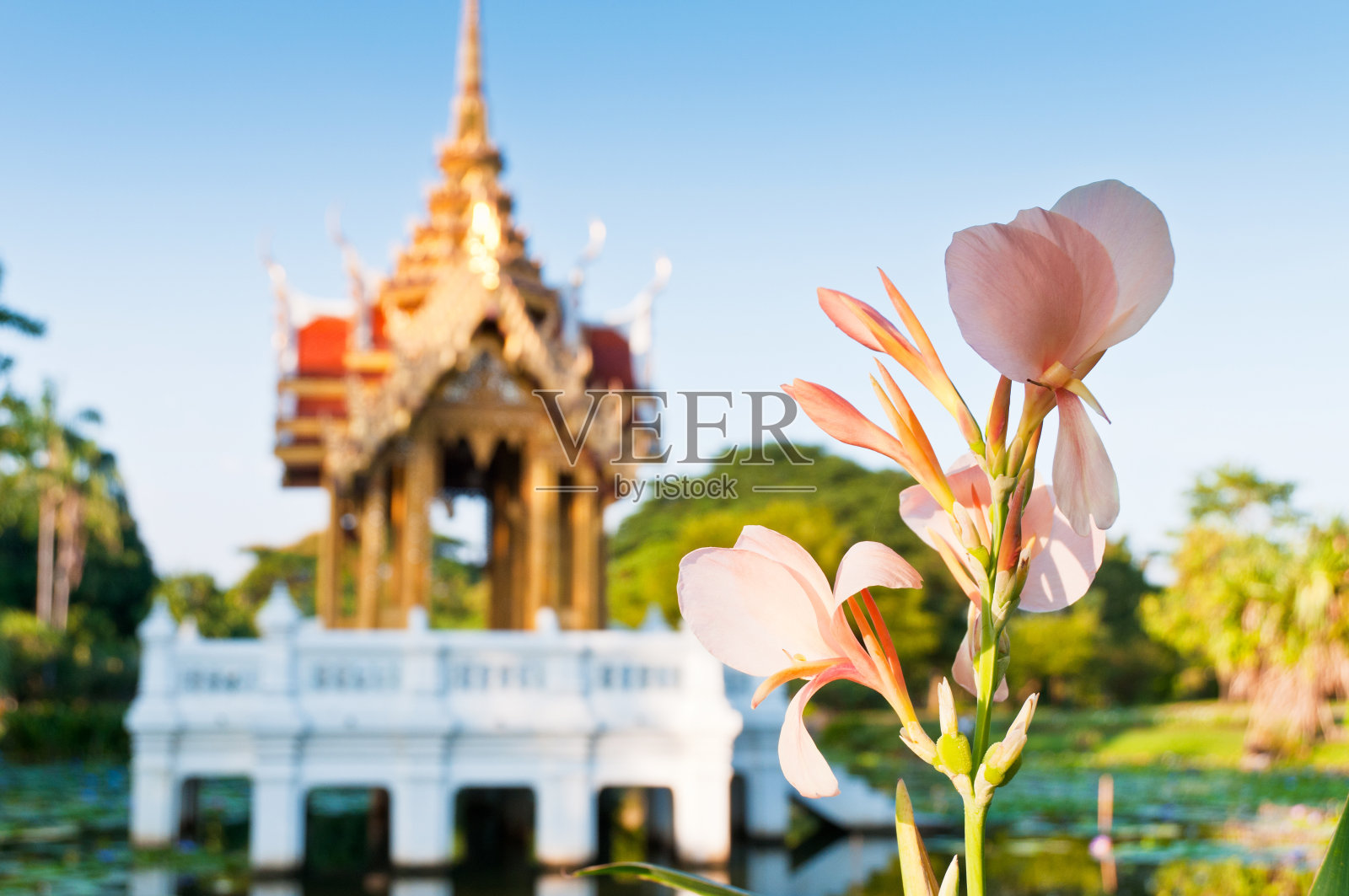 粉红色的花与佛教寺院的背景照片摄影图片
