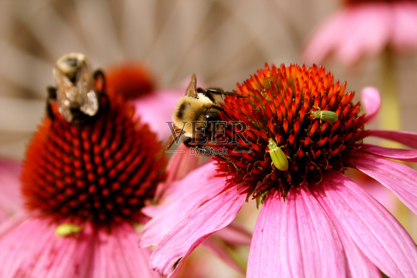 花上的蜜蜂照片摄影图片