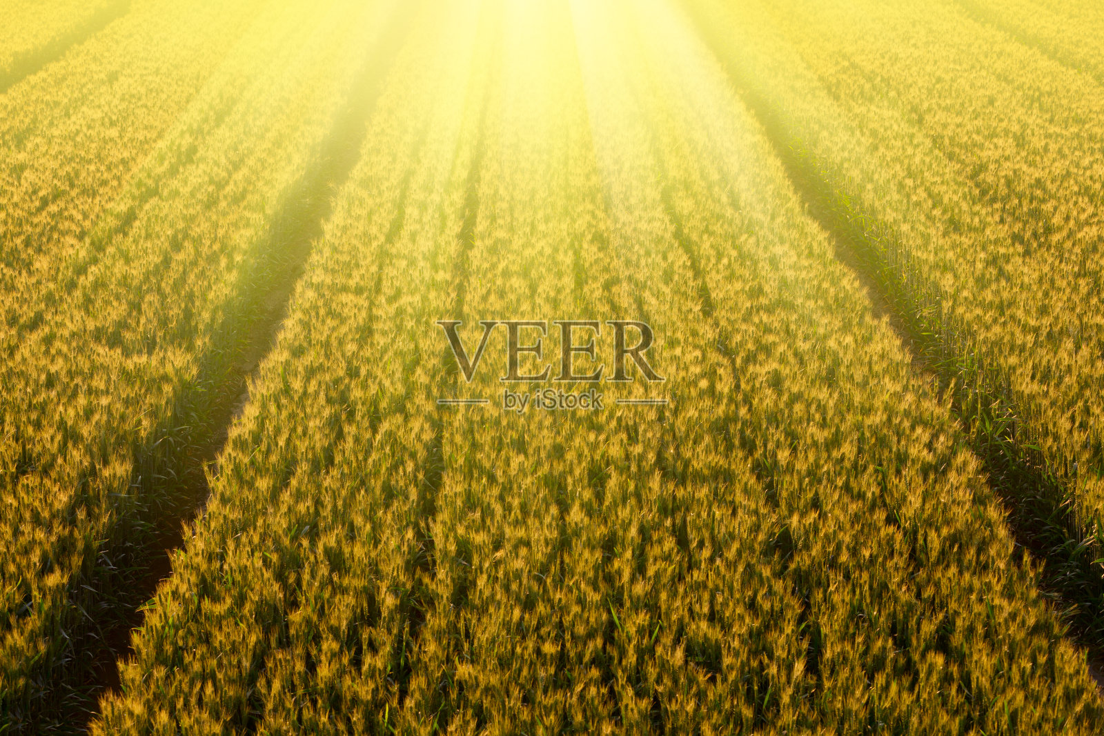 麦田照片摄影图片