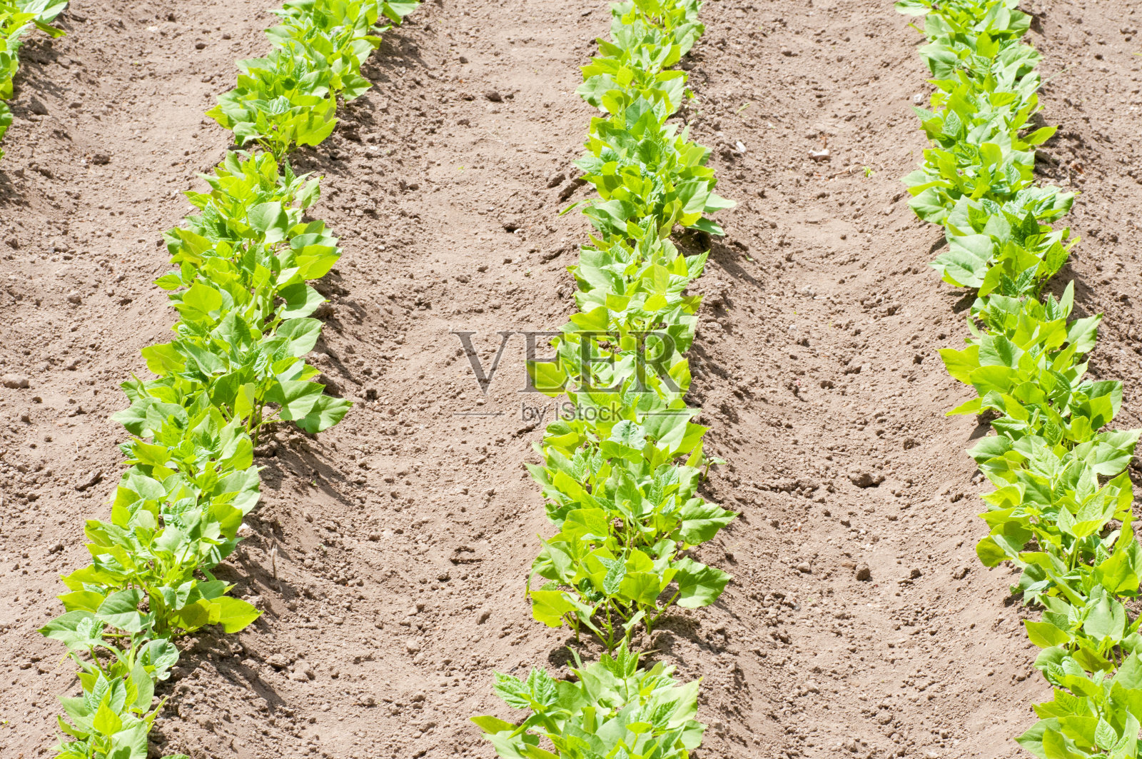 花园照片摄影图片