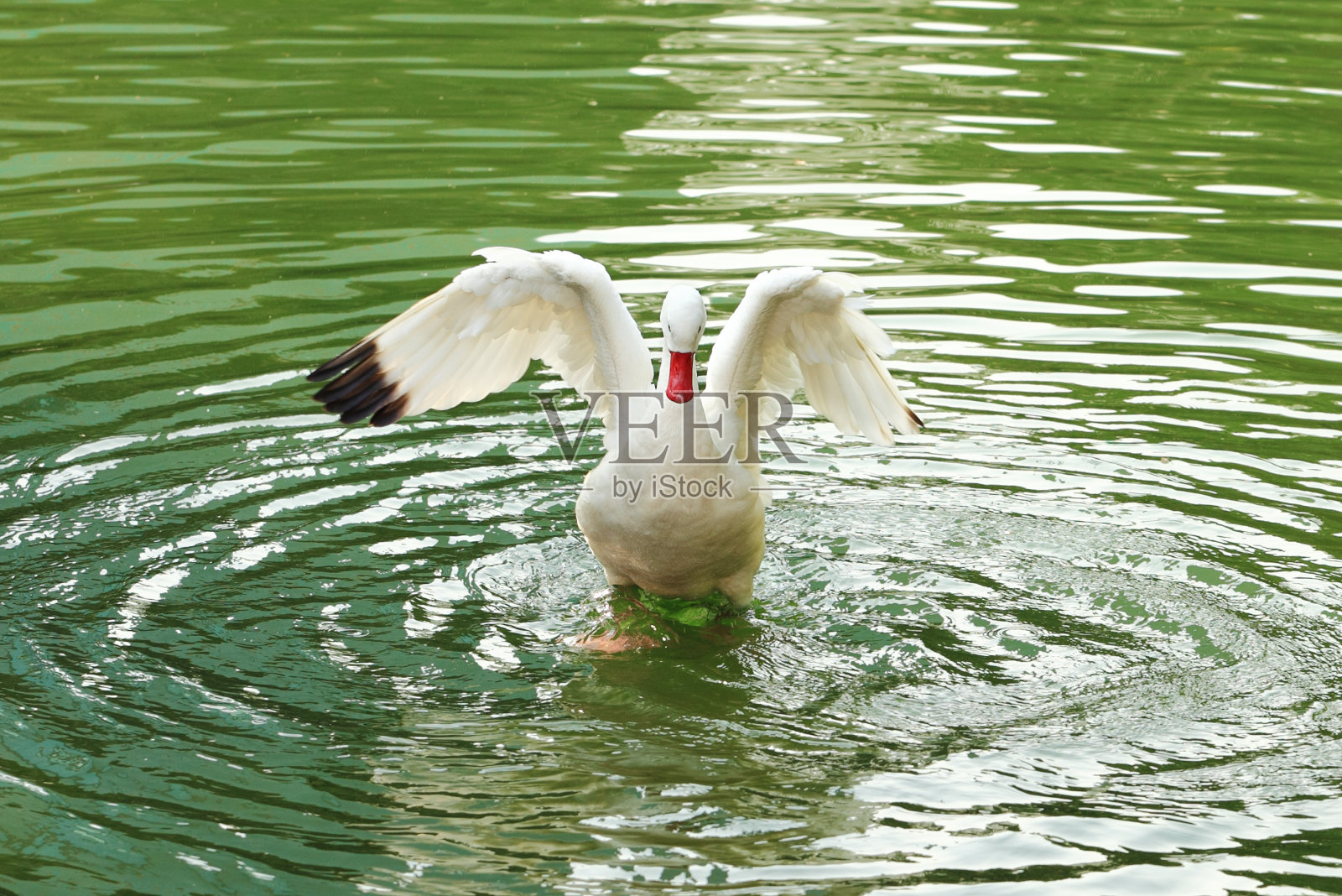 天鹅在湖照片摄影图片