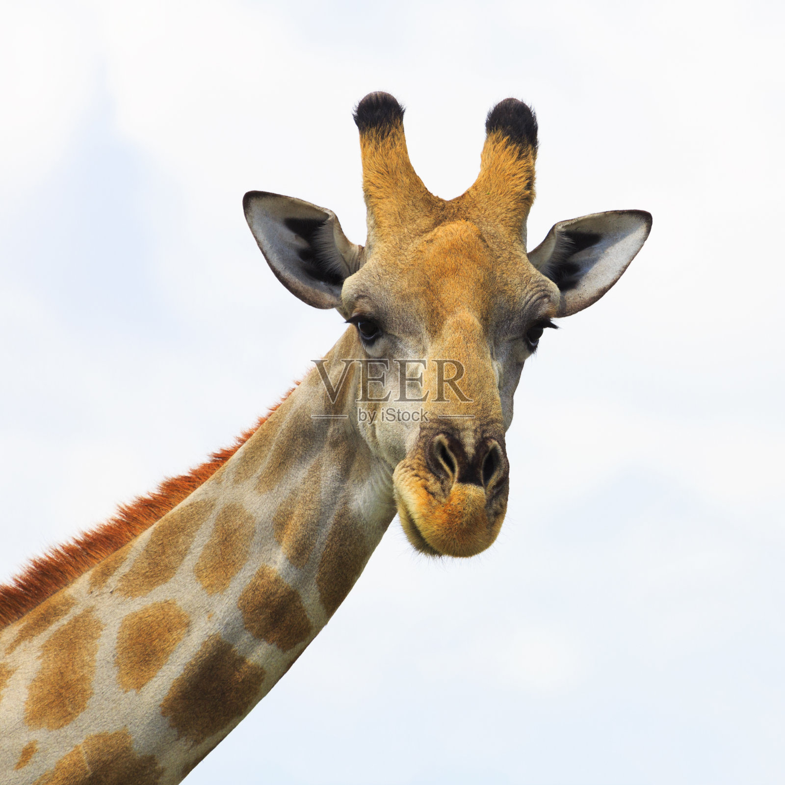 长颈鹿看着相机照片摄影图片
