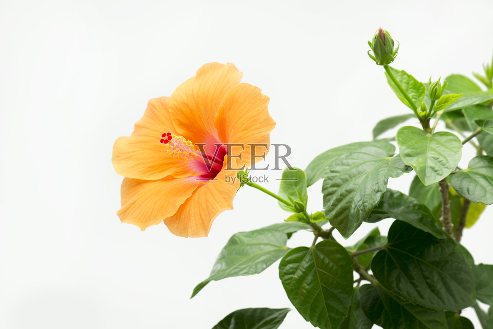 芙蓉花盛开照片摄影图片