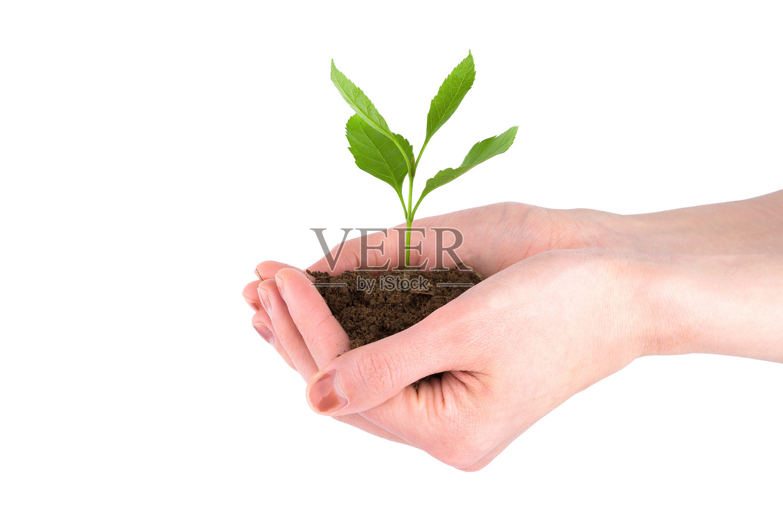 生长植物在手上孤立照片摄影图片
