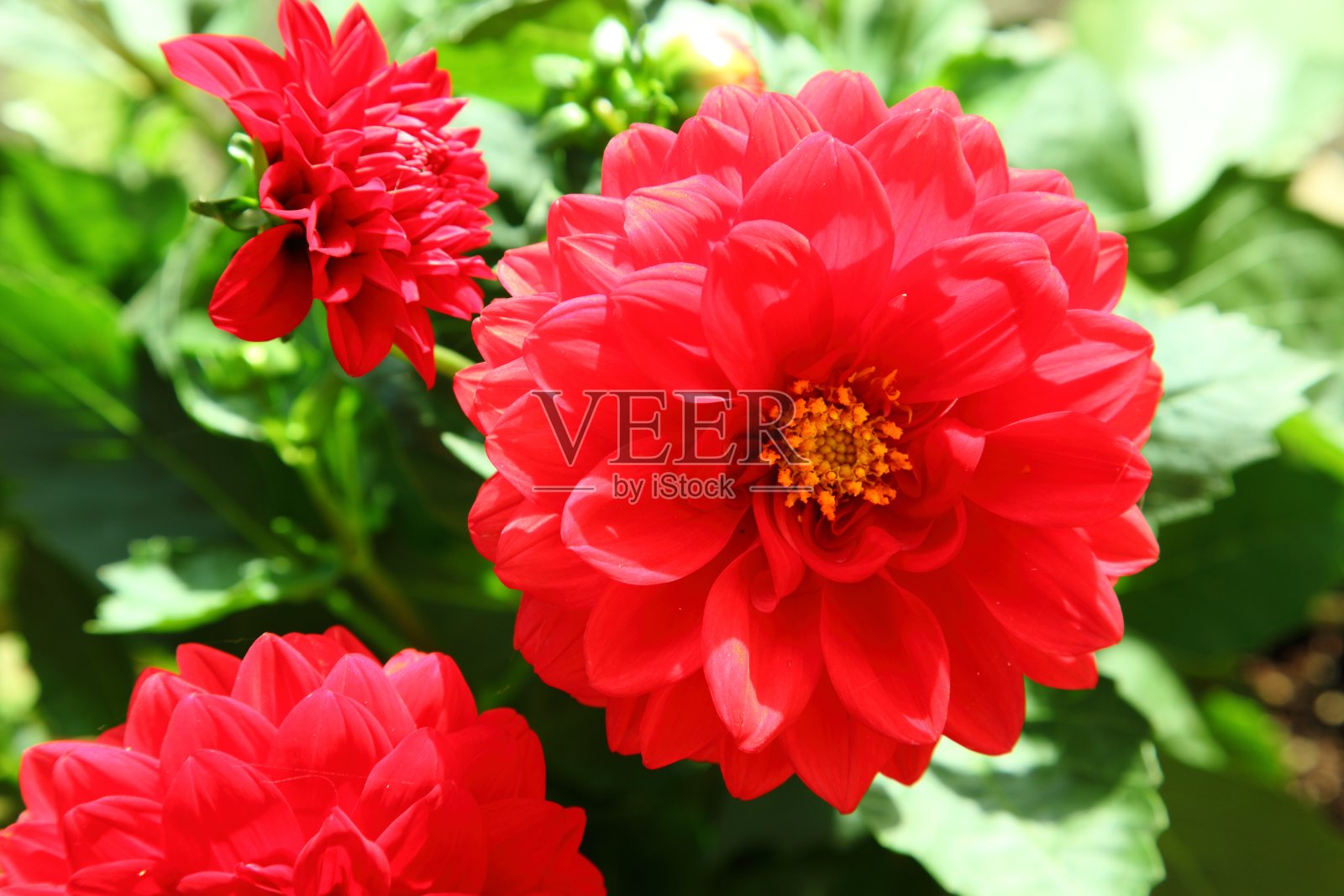 红色大丽花照片摄影图片