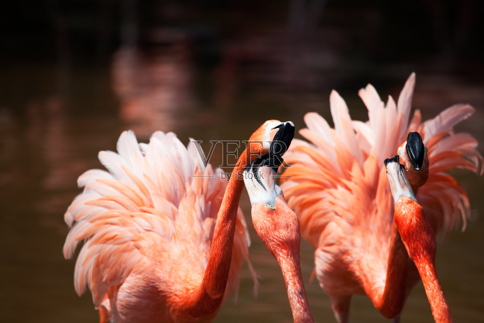 火烈鸟照片摄影图片