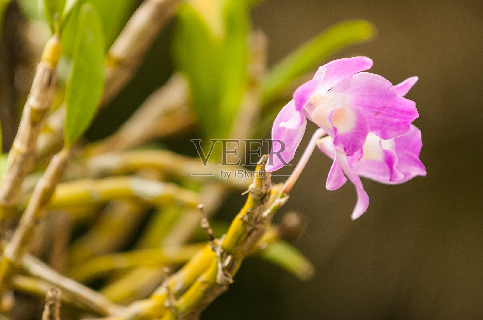 粉红色的花照片摄影图片