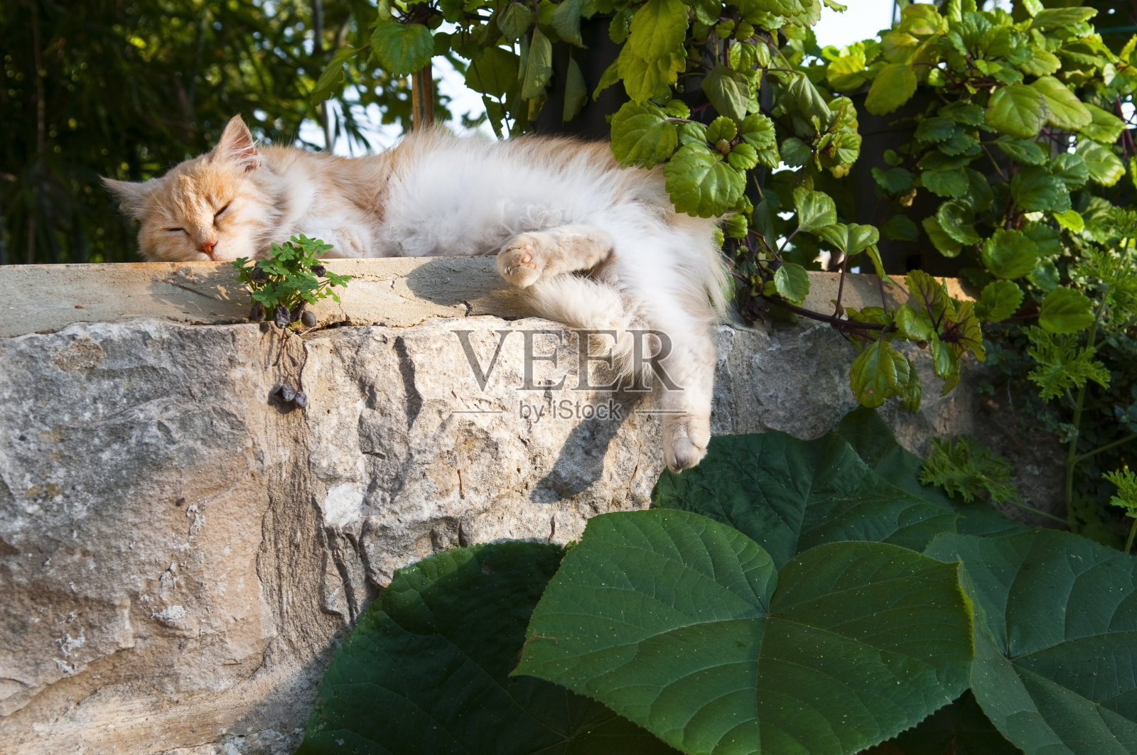 花园里的猫照片摄影图片