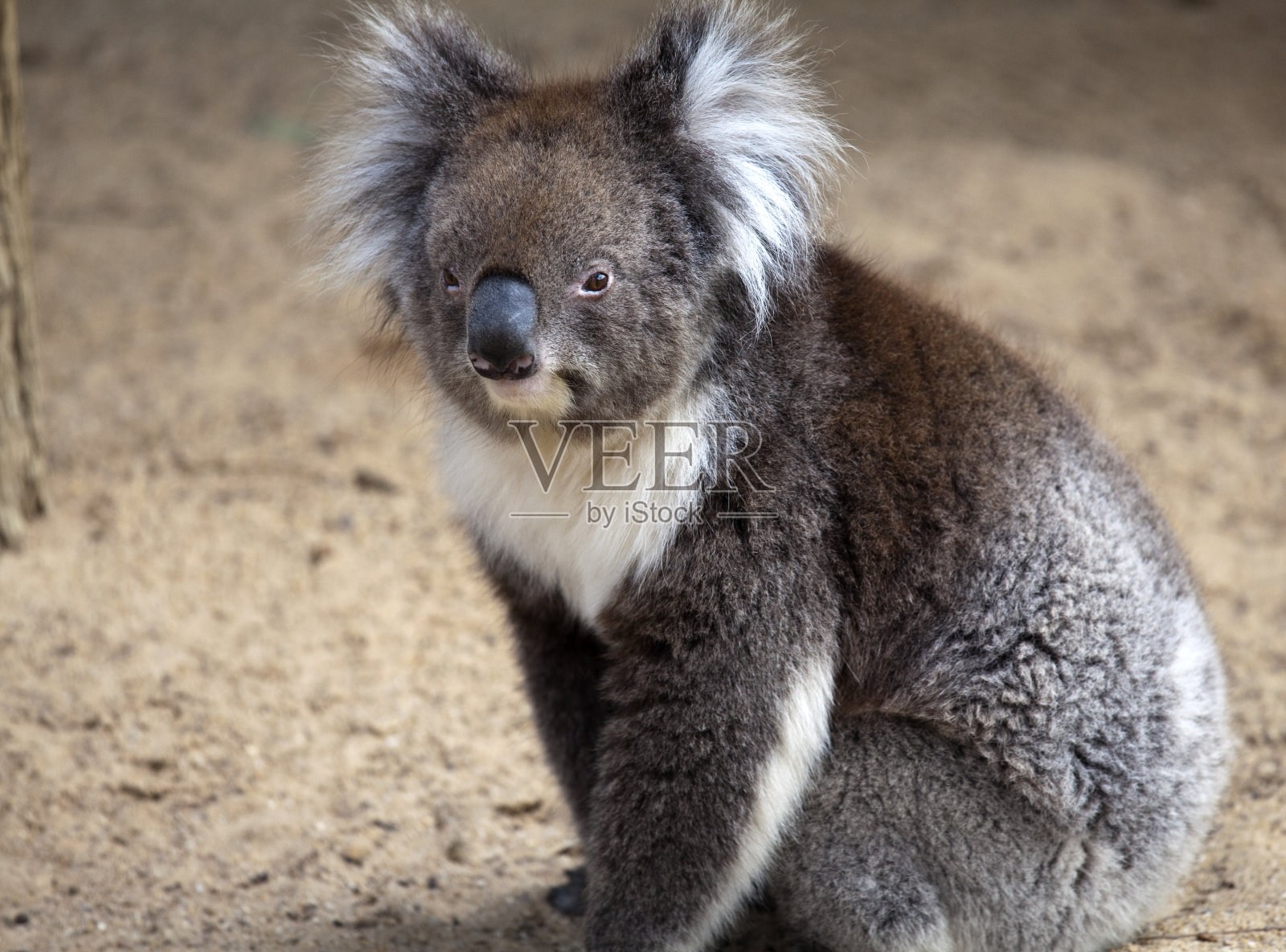 考拉在地上行走照片摄影图片