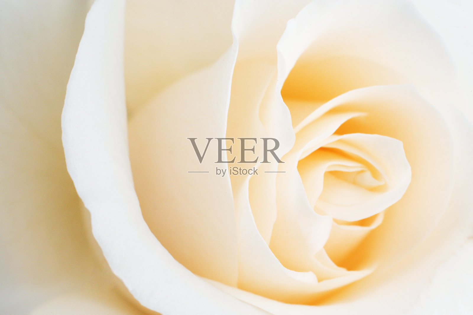 玫瑰结束照片摄影图片