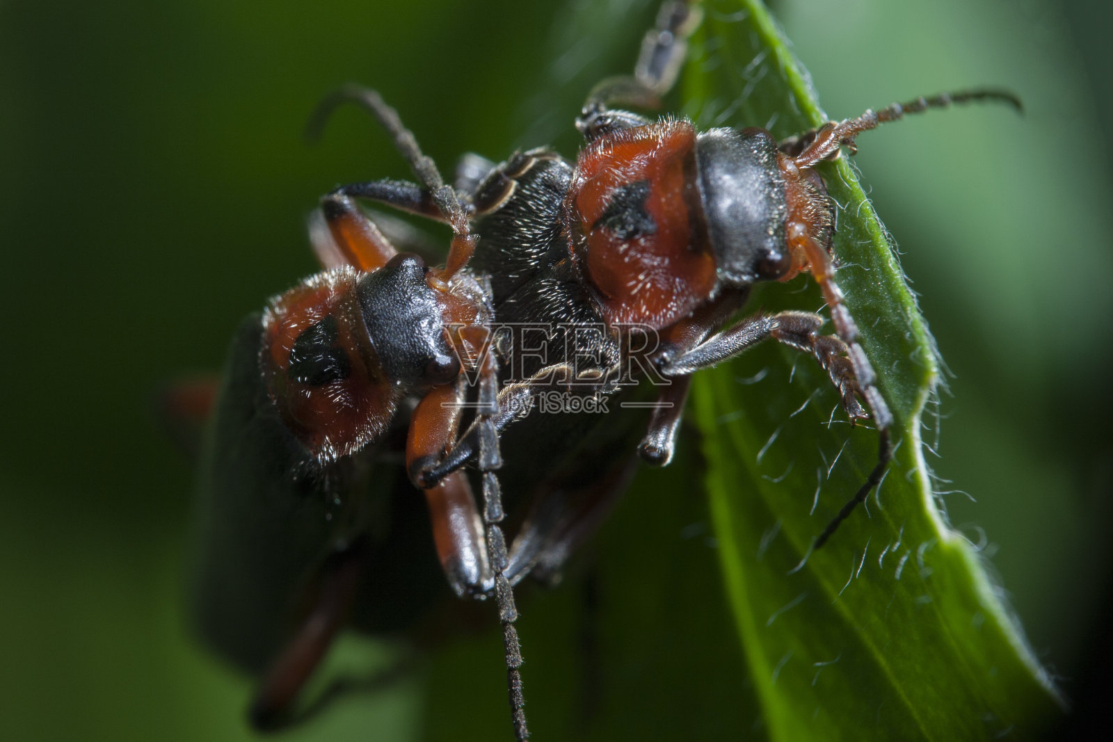 昆虫很开心照片摄影图片