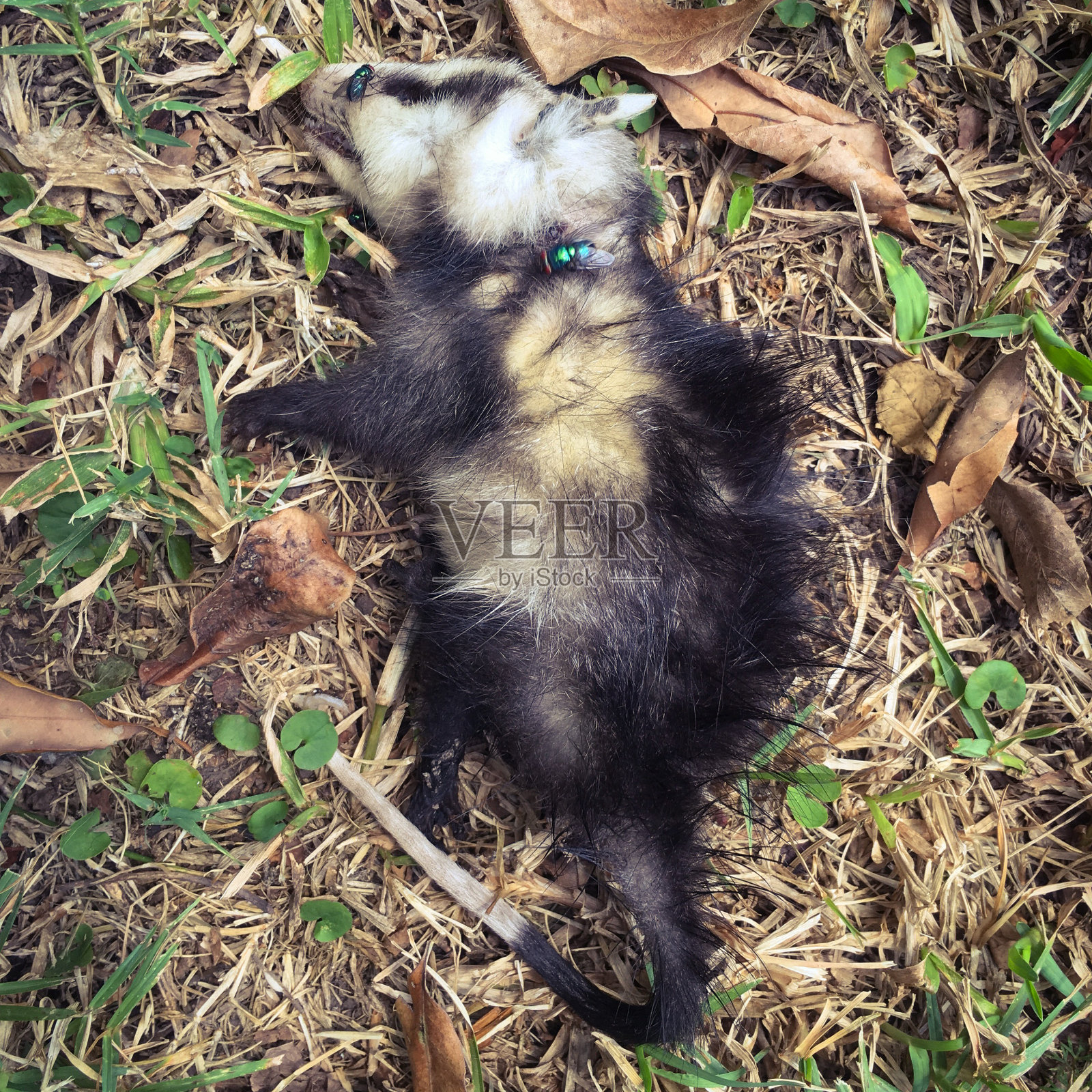 死去的动物照片摄影图片