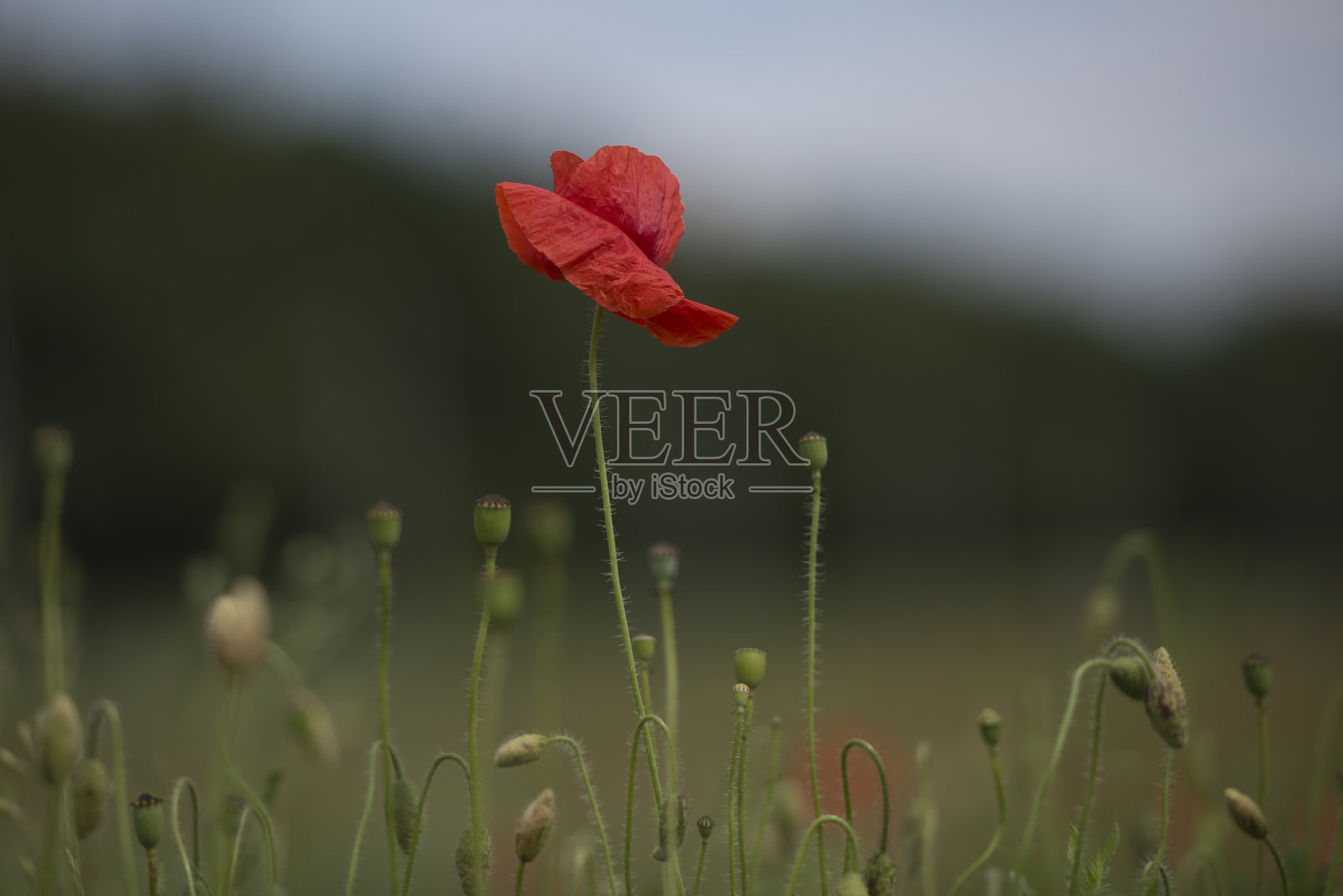 罂粟照片摄影图片