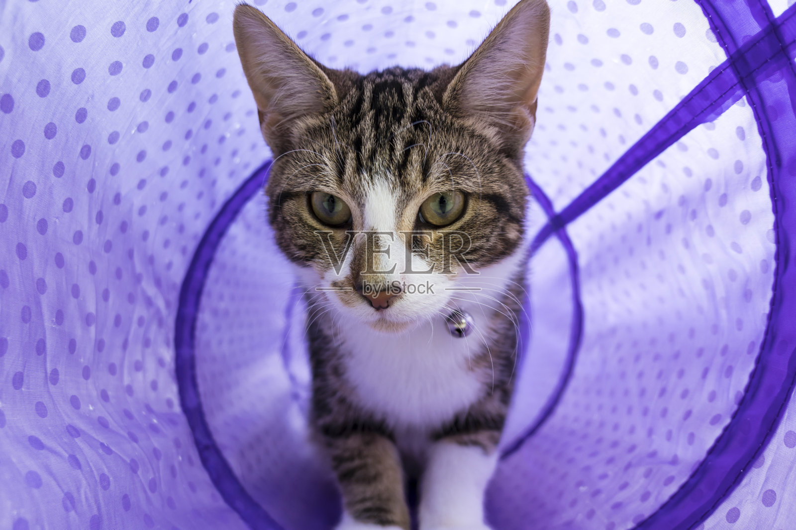 小猫在玩紫色的管子照片摄影图片